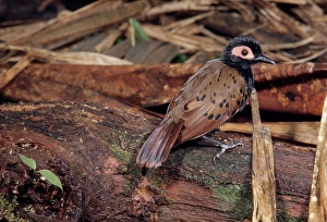 Black-spotted Bare-eye Black-spotted Bare-eye
