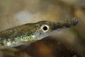 Black-striped Pipefish - juvenile Black-striped Pipefish - juvenile
