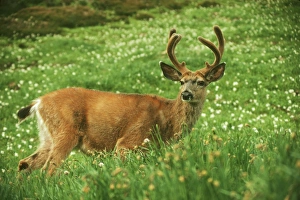 Black-tailed Deer - buck standing among avalanche lilies. June Black-tailed Deer - buck standing among avalanche lilies. June