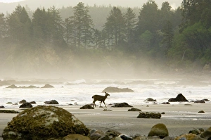 Black-tailed Deer - doe walking along Olympic National Park beach Black-tailed Deer - doe walking along Olympic National Park beach