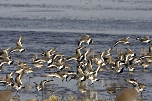 Black-tailed Godwit - Flock lifting at Welny - early Spring Black-tailed Godwit - Flock lifting at Welny - early Spring