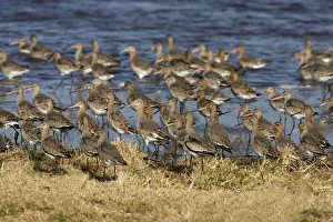 Black-tailed Godwit - Flock at Welny early spring Black-tailed Godwit - Flock at Welny early spring