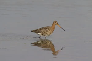 Wadden Sea Gallery: Black-tailed Godwit - male in shallow water - Germany