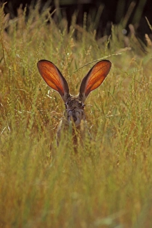 Black-tailed Jackrabbit - the blood through the ears help the jackrabbit regulate its Black-tailed Jackrabbit - the blood through the ears help the jackrabbit regulate its