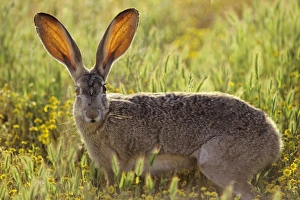 Black-tailed jackrabbit - blood vessels in ears help keep jackrabbit cool Black-tailed jackrabbit - blood vessels in ears help keep jackrabbit cool