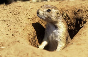 Holes Collection: Black-tailed Prairie Dog - adult alert at burrow entrance