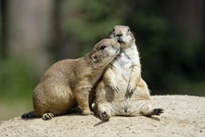 Black-tailed Prairie Dog pair showing social contact