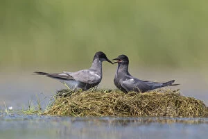 Related Images Gallery: Black Tern - adult terns courting - Germany