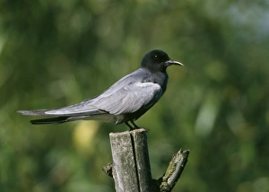 Black Tern - Perched on wooden dead tree trunk Black Tern - Perched on wooden dead tree trunk