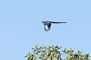 Crows And Jays Gallery: Black Throated Magpie Jay Collection