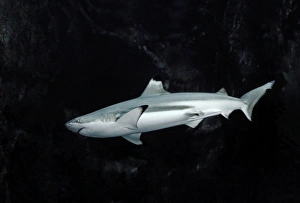 Black-tip / blacktip Reef Shark Black-tip / blacktip Reef Shark