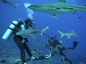 Images Dated 29th April 2005: Black-tip / Blacktip Reef sharks - Underwater photographer