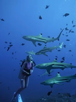 Images Dated 29th April 2005: Black-tip / Blacktip Reef sharks & Valerie Taylor, considere Black-tip / Blacktip Reef sharks &