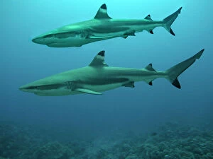 Shark Collection: Black Tip reef shark - A male swimming above a female Black Tip reef shark