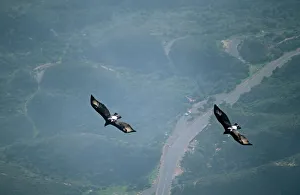 Black / Verreaux Eagle - South Africa - two in flight Black / Verreaux Eagle - South Africa - two in flight