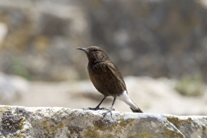 Black Wheatear perched - Female perched on the ruins of the Roman city at Dougga Black Wheatear perched - Female perched on the ruins of the Roman city at Dougga