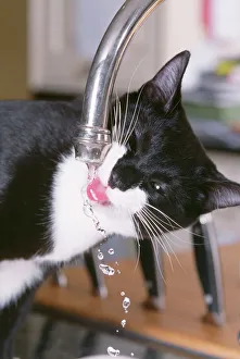 Black and White CAT - Drinking from tap Black and White CAT - Drinking from tap