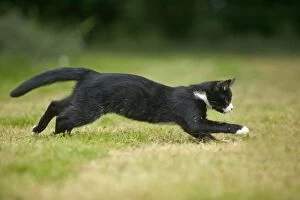 Images Dated 27th June 2004: Black and White Cat - running