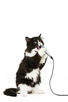 Black & White Cat - singing into microphone