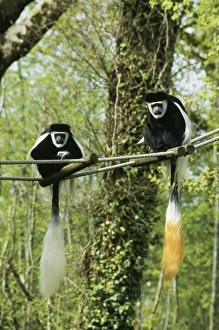 Black & White Colobus / Guereza Monkey - pair Black & White Colobus / Guereza Monkey - pair