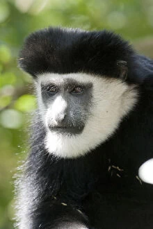 Black and White Colobus Monkey, Colobus