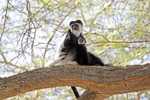 Images Dated 4th January 2009: Black and White Colobus Monkey - with young