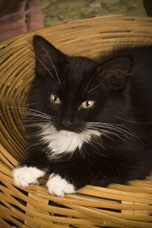 Hamper Gallery: Black & white short-haired kitten on hamper