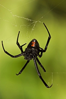 Black Widow Spider - Female, venomous Black Widow Spider - Female, venomous