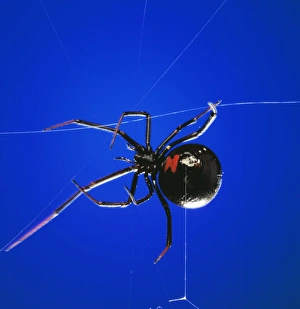 Black Widow Spider - spinning web Black Widow Spider - spinning web