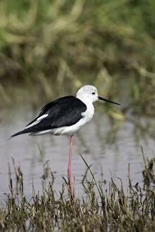 Images Dated 18th December 2004: Black-winged Stilt. Bale mountains - Ethiopia