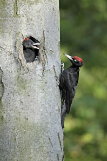 Black Woodpecker - male approaching nest entrance with food begging chick Black Woodpecker - male approaching nest entrance with food begging chick