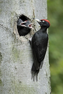 Black Woodpecker - male at nest entrance with 2 chicks begging for food Black Woodpecker - male at nest entrance with 2 chicks begging for food