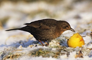 BLACKBIRD - Female feeding on apple in winter BLACKBIRD - Female feeding on apple in winter