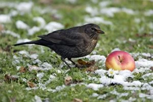 Images Dated 26th November 2005: Blackbird - Female feeding on apple in winter Lower Saxony, Germany