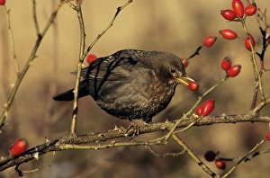BLACKBIRD - female feeding on rosehips in winter BLACKBIRD - female feeding on rosehips in winter