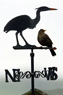 Blackbird - Female sitting on Heron weather-vane Blackbird - Female sitting on Heron weather-vane