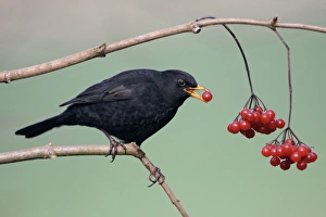 Blackbird - Male eating berrries of Geulder Rose in garden, late winter Blackbird - Male eating berrries of Geulder Rose in garden, late winter