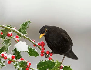 Garden Birds Gallery: Blackbird - male feeding on Holly berries