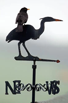Blackbird - Male sitting on Heron weather-vane