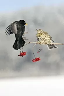 Blackbird - With Mistle Thrush (Turdus viscivorus) fighting over Guelder Rose Berries, winter
