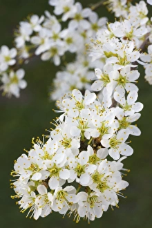 Blackthorn branch with flowers - in spring Blackthorn branch with flowers - in spring