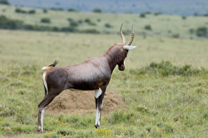 Blesbok - Male displaying on stamping ground Blesbok - Male displaying on stamping ground