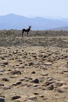 Blesbok - in rocky grassland habitat Blesbok - in rocky grassland habitat