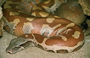 Images Dated 15th October 2007: Blood Python Malaysia & Indonesia