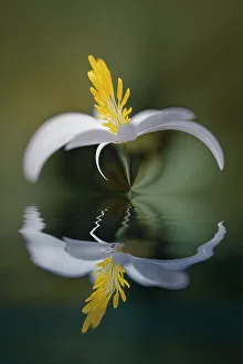 Fork Gallery: Bloodroot flower and reflection. The Parklands