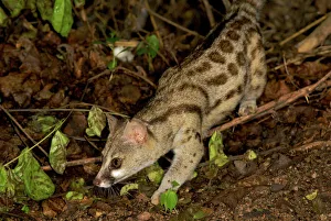 Blotched / Cape / Large- spotted Genet - walking on forest floor Blotched / Cape / Large- spotted Genet - walking on forest floor