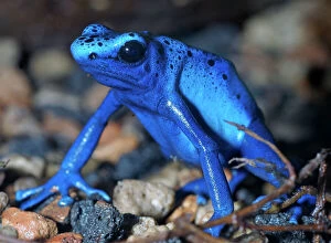 Images Dated 14th June 2006: Blue arrow poison frog, South America