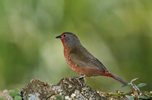 Blue-billed Firefinch - female Blue-billed Firefinch - female