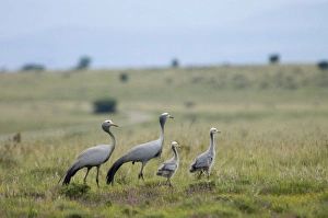 Blue Cranes with half-grown chicks Blue Cranes with half-grown chicks