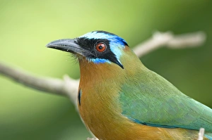Blue-crowned Motmot - close up of head and shoulder Blue-crowned Motmot - close up of head and shoulder